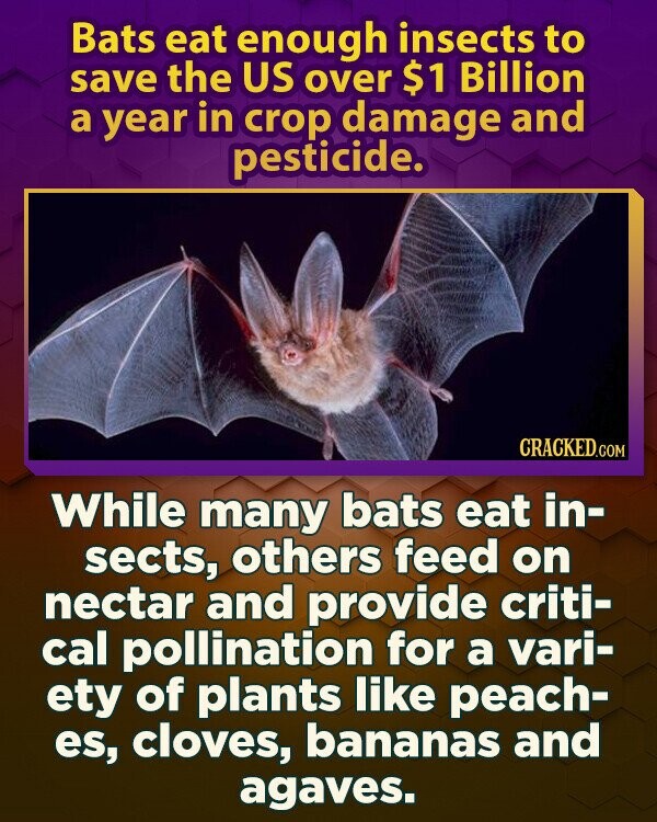 Bats eat enough insects to save the US over $1 Billion a year in crop damage and pesticide. CRACKED.COM While many bats eat in- sects, others feed on nectar and provide criti- cal pollination for a vari- ety of plants like peach- es, cloves, bananas and agaves.