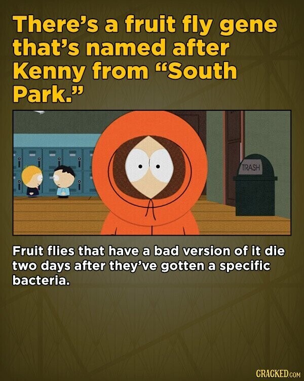 There's a fruit fly gene that's named after Kenny from South Park. TRASH Fruit flies that have a bad version of it die two days after they've gotten a specific bacteria. CRACKED.COM