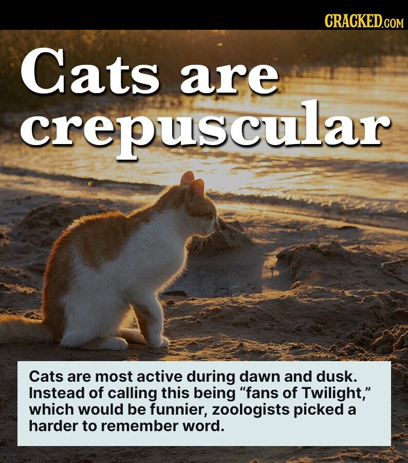 CRACKED.COM Cats are crepuscular Cats are most active during dawn and dusk. Instead of calling this being fans of Twilight, which would be funnier, zoologists picked a harder-to-remember word.
