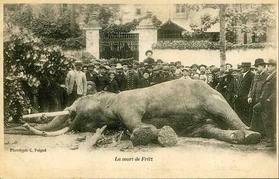 Creepy-Cool Vintage Circus Photos