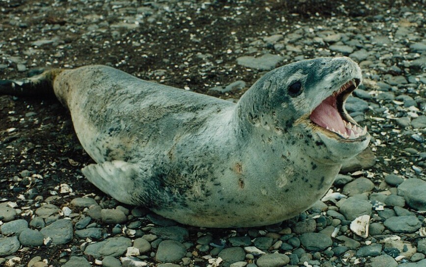 Sea Monsters That Would Ruin Your Beach Day