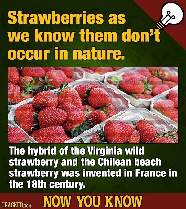 Strawberries as we know them don't occur in nature. The hybrid of the Virginia wild strawberry and the Chilean beach strawberry was invented in France in the 18th century. NOW YOU KNOW CRACKED.COM