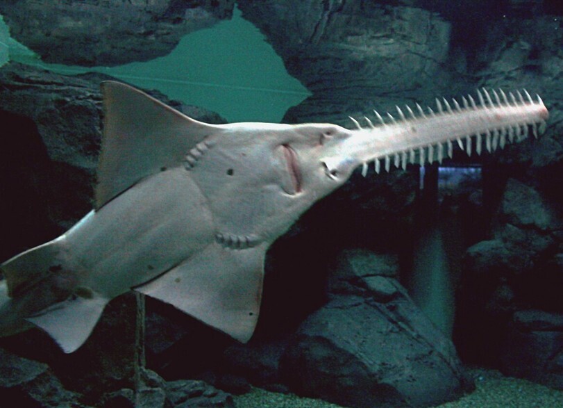 Sea Monsters That Would Ruin Your Beach Day