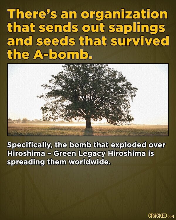 There's an organization that sends out saplings and seeds that survived the A-bomb. Specifically, the bomb that exploded over Hiroshima - Green Legacy Hiroshima is spreading them worldwide. CRACKED.COM