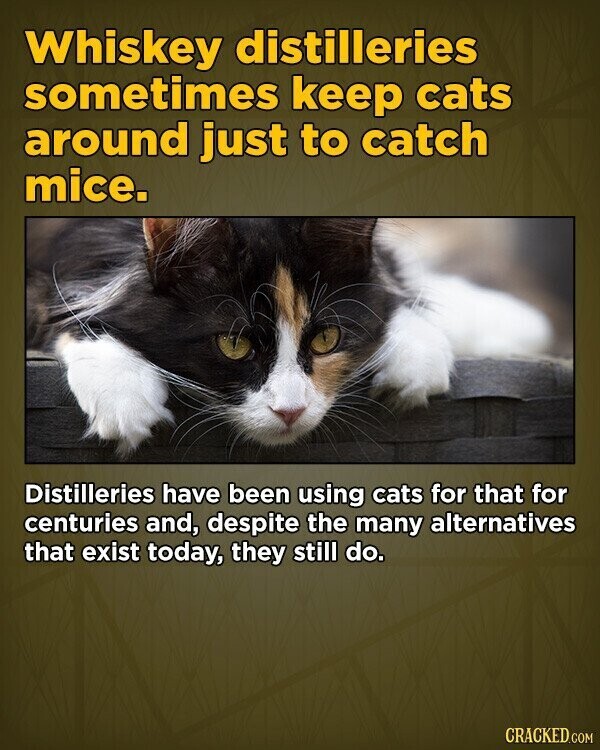 Whiskey distilleries sometimes keep cats around just to catch mice. Distilleries have been using cats for that for centuries and, despite the many alternatives that exist today, they still do. CRACKED.COM