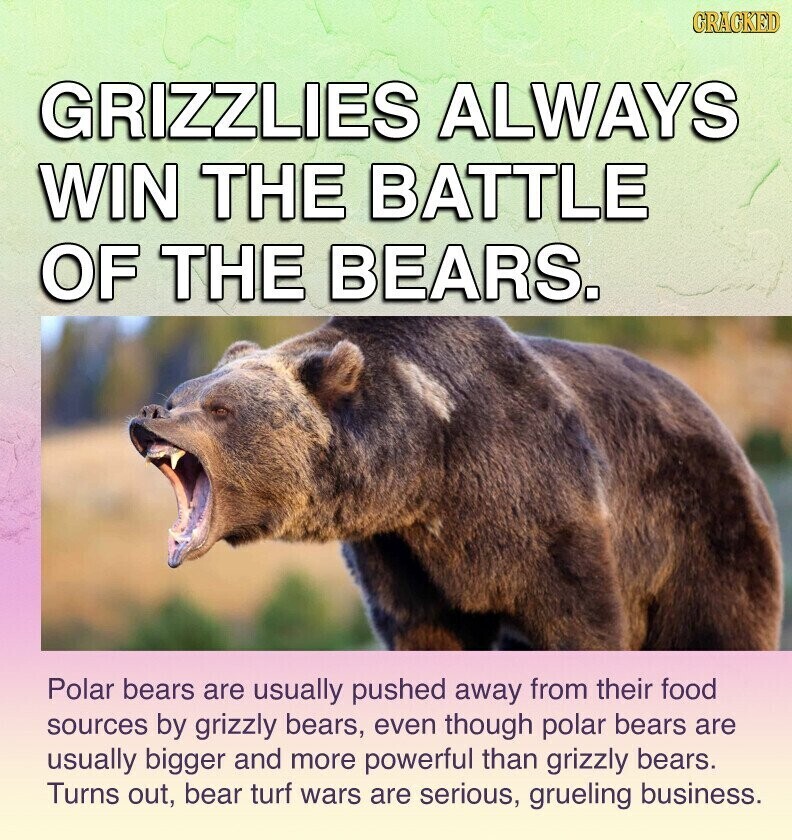 GRACKED GRIZZLIES ALWAYS WIN THE BATTLE OF THE BEARS. Polar bears are usually pushed away from their food sources by grizzly bears, even though polar bears are usually bigger and more powerful than grizzly bears. Turns out, bear turf wars are serious, grueling business.