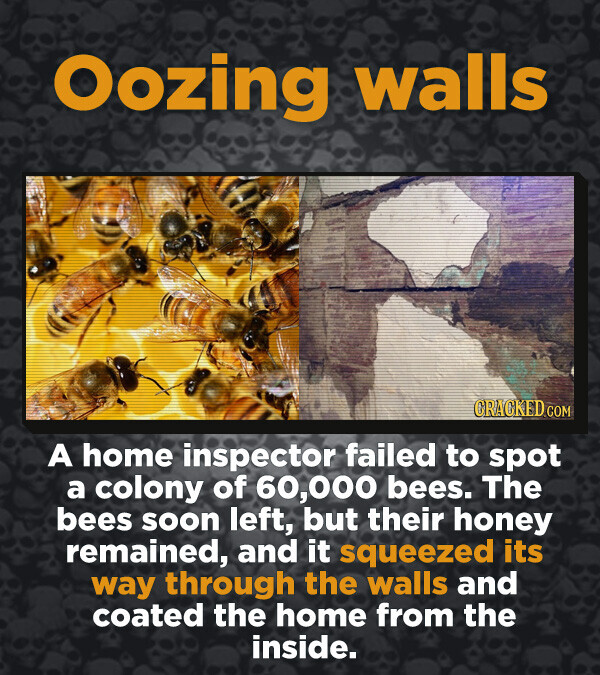 Oozing walls CRACKED.COM A home inspector failed to spot a colony of 60,000 bees. The bees soon left, but their honey remained, and it squeezed its way through the walls and coated the home from the inside.