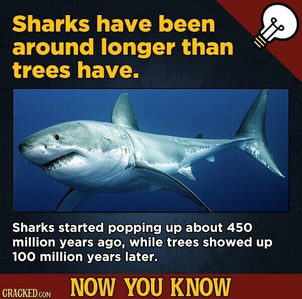 Sharks have been around longer than trees have. Sharks started popping up about 450 million years ago, while trees showed up 100 million years later. NOW YOU KNOW CRACKED.COM