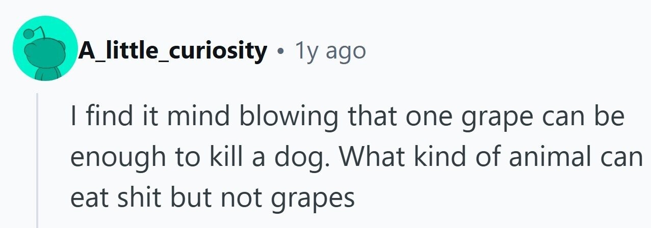 A_little_curiosity . 1y ago I find it mind blowing that one grape can be enough to kill a dog. What kind of animal can eat shit but not grapes