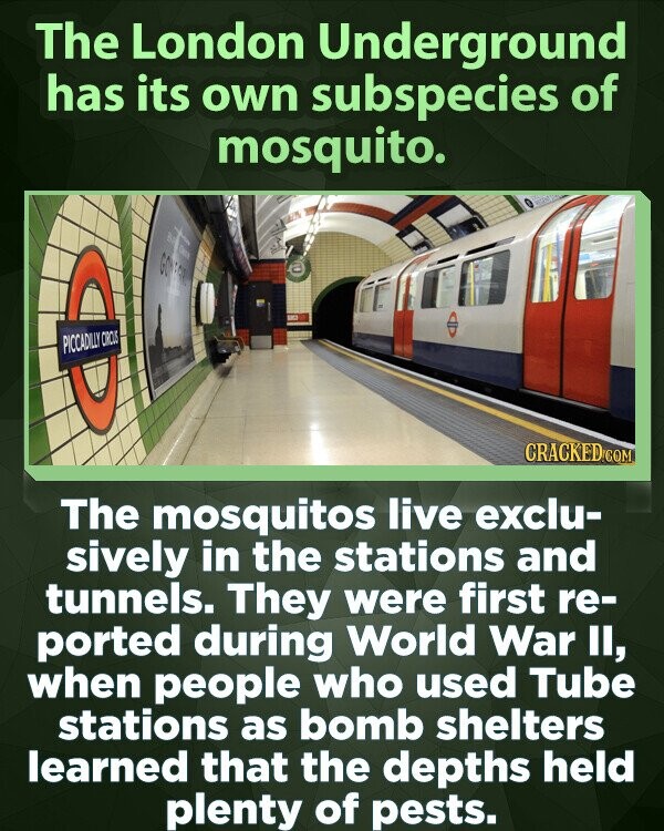 The London Underground has its own subspecies of mosquito. 1 GO DE PICCADILLY CIRCUS CRACKED.COM The mosquitos live exclu- sively in the stations and tunnels. They were first re- ported during World War II, when people who used Tube stations as bomb shelters learned that the depths held plenty of pests.