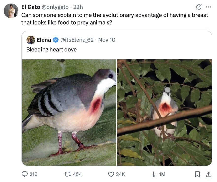 G ... El Gato @onlygato 22h Can someone explain to me the evolutionary advantage of having a breast that looks like food to prey animals? Elena @itsElena_62 Nov 10 Bleeding heart dove 216 454 24K del 1M 