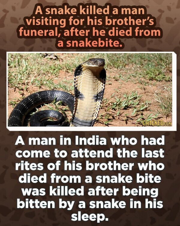 A snake killed a man visiting for his brother's funeral, after he died from a snakebite. CRACKED.COM A man in India who had come to attend the last rites of his brother who died from a snake bite was killed after being bitten by a snake in his sleep.