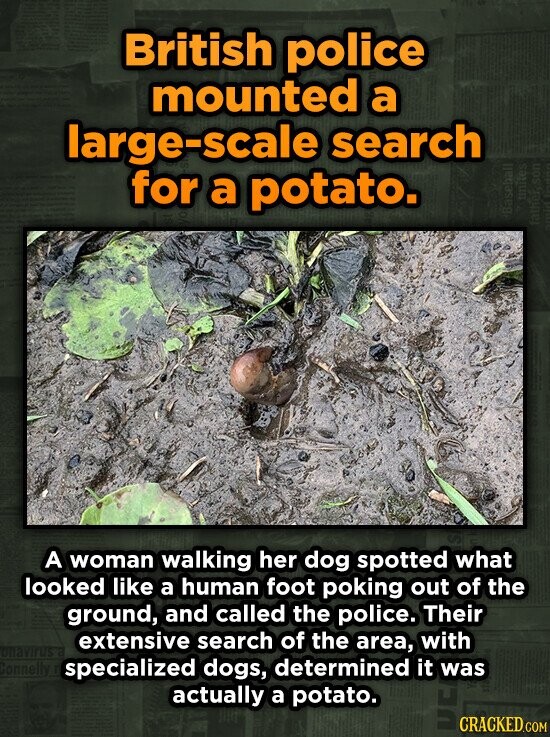 British police mounted a large-scale search for a potato. fat A woman walking her dog spotted what looked like a human foot poking out of the ground,
