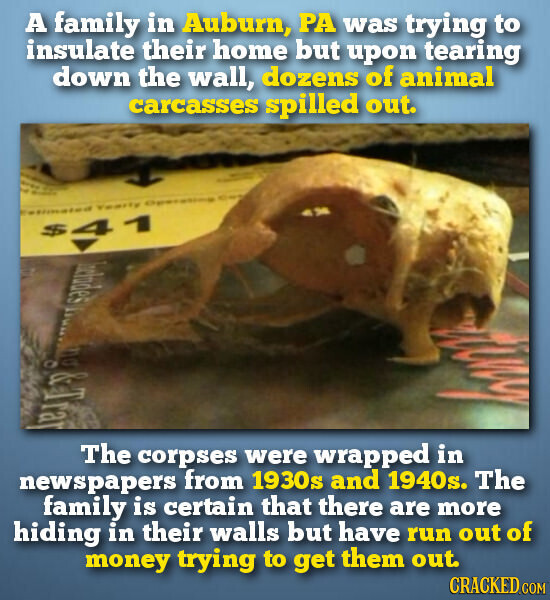 A family in Auburn, PA was trying to insulate their home but upon tearing down the wall, dozens of animal carcasses spilled out. - The Resimated Yearty Operating Des $41 Includes mg&Tray The corpses were wrapped in newspapers from 1930s and 1940s. The family is certain that there are more hiding in their walls but have run out of money trying to get them out. CRACKED.COM