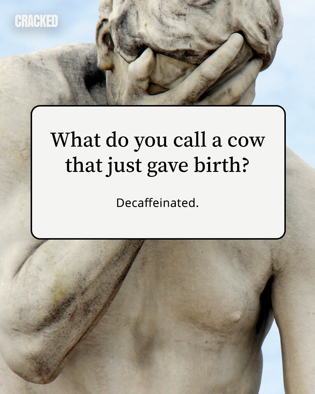 CRACKED What do you call a cow that just gave birth? Decaffeinated. 