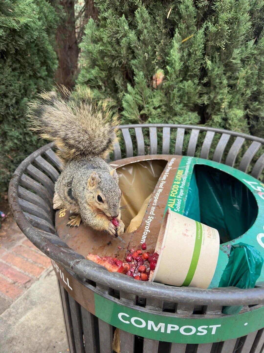 te COMPOST ALL FOOD & LIQUIDS Strays& Gum, Food Wrappers and Styrofoam Soiled Paper Products Compostable كيار 3 4 Certified Comp Petroleum Free NoTree LS