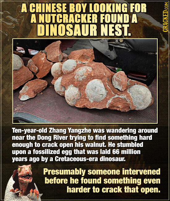 A CHINESE BOY LOOKING FOR A NUTCRACKER FOUND A DINOSAUR NEST. CRACKED.COM Ten-year-old Zhang Yangzhe was wandering around near the Dong River trying to find something hard enough to crack open his walnut. Не stumbled upon a fossilized egg that was laid 66 million years ago by a Cretaceous-era dinosaur. Presumably someone intervened before he found something even harder to crack that open.