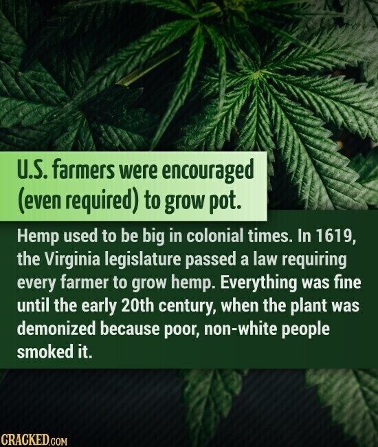 U.S. farmers were encouraged (even required) to grow pot. Hemp used to be big in colonial times. In 1619, the Virginia legislature passed a law requiring every farmer to grow hemp. Everything was fine until the early 20th century, when the plant was demonized because poor, non-white people smoked it. CRACKED.COM