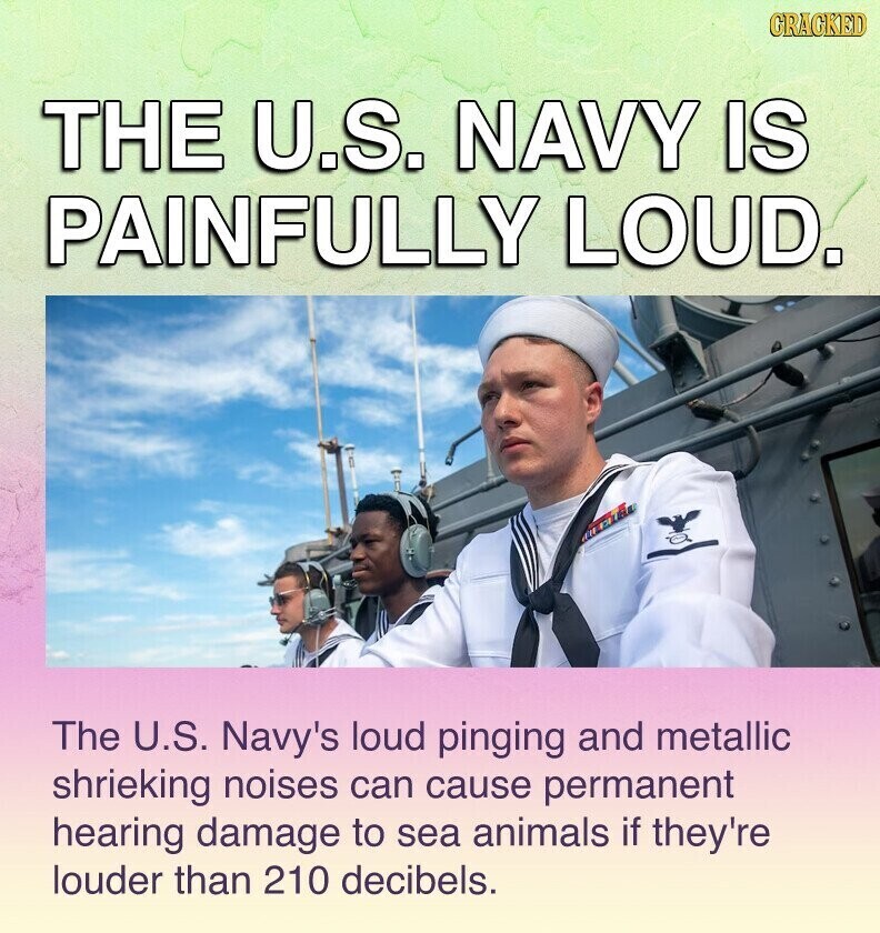 GRACKED THE U.S. NAVY IS PAINFULLY LOUD. The U.S. Navy's loud pinging and metallic shrieking noises can cause permanent hearing damage to sea animals if they're louder than 210 decibels.