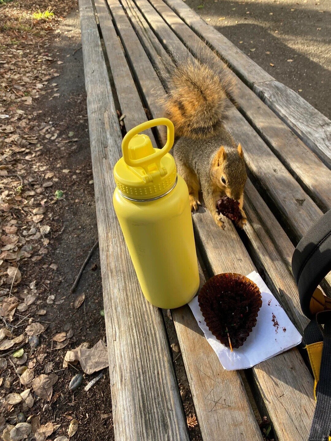 Lucky Squirrels That Hit the Pre-Hibernation Jackpot