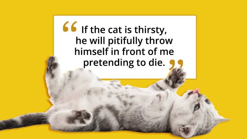 21 Things People Have Accidentally Conditioned Their Pets to Do