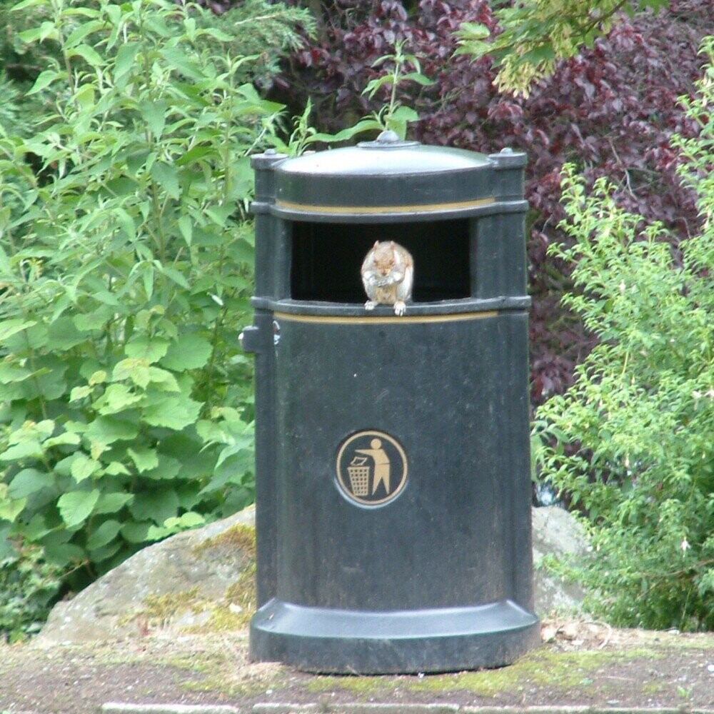 Lucky Squirrels That Hit the Pre-Hibernation Jackpot