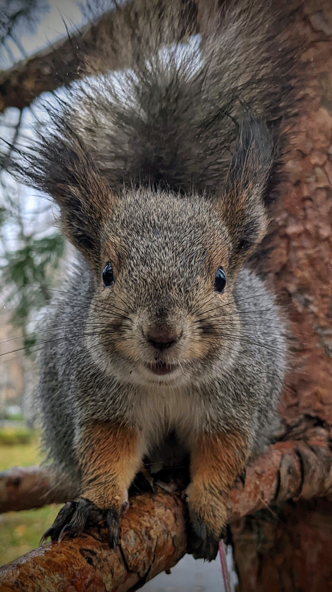 Lucky Squirrels That Hit the Pre-Hibernation Jackpot