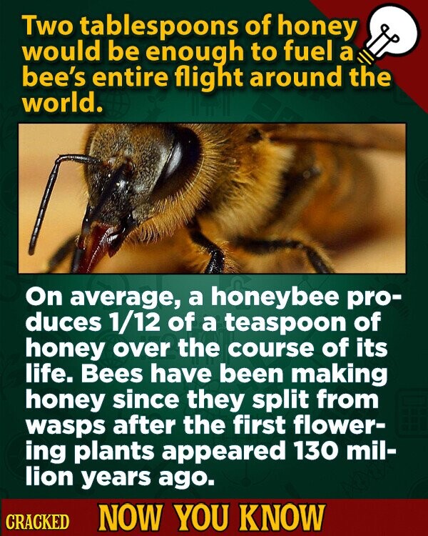 Two tablespoons of honey would be enough to fuel a bee's entire flight around the world. On average, a honeybee pro- duces 1/12 of a teaspoon of honey over the course of its life. Bees have been making honey since they split from wasps after the first flower- ing plants appeared 130 mil- lion years ago. CRACKED NOW YOU KNOW