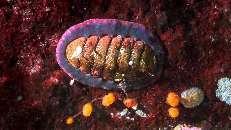 28 Counterintuitive Science Facts That We’re Told Flush Backward in Australia