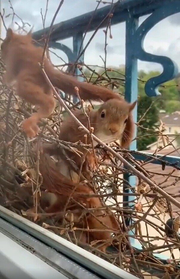 Lucky Squirrels That Hit the Pre-Hibernation Jackpot