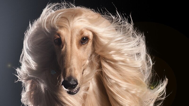 40 Random Bits of Trivia We Won’t Stop Barking at in the Mirror
