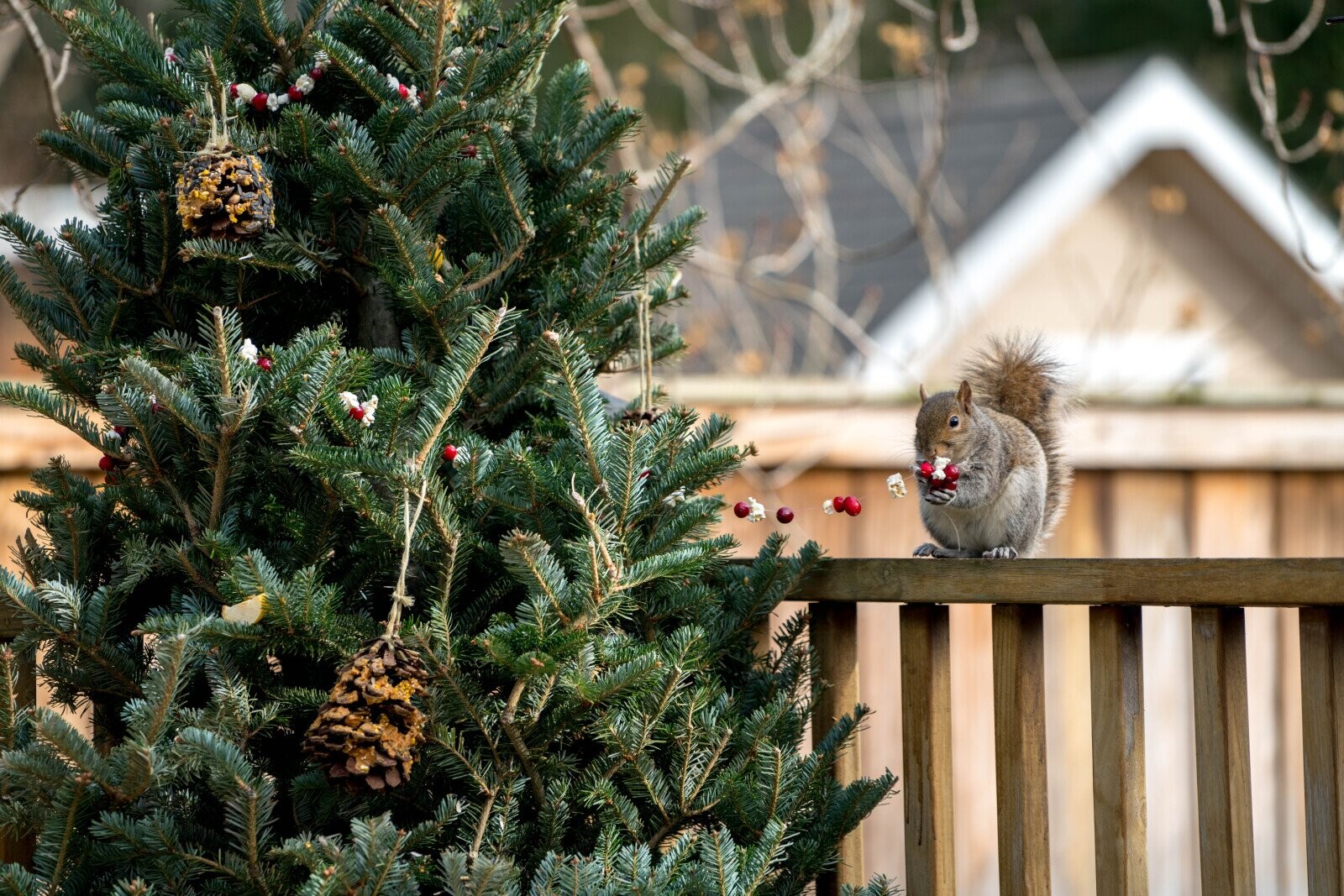 Lucky Squirrels That Hit the Pre-Hibernation Jackpot