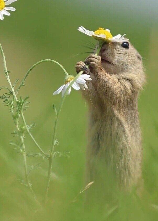 Lucky Squirrels That Hit the Pre-Hibernation Jackpot