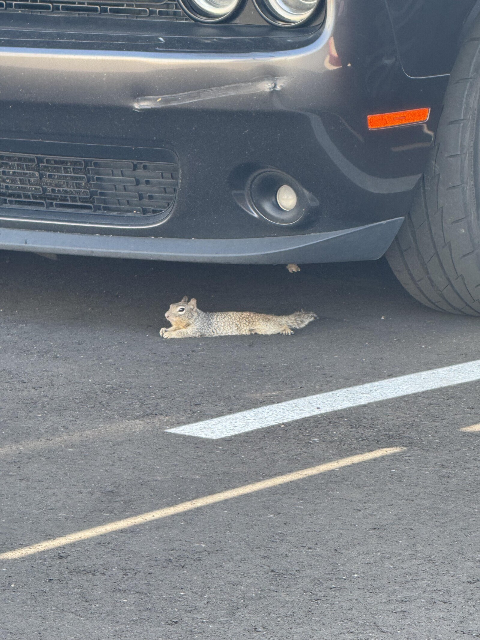 Lucky Squirrels That Hit the Pre-Hibernation Jackpot