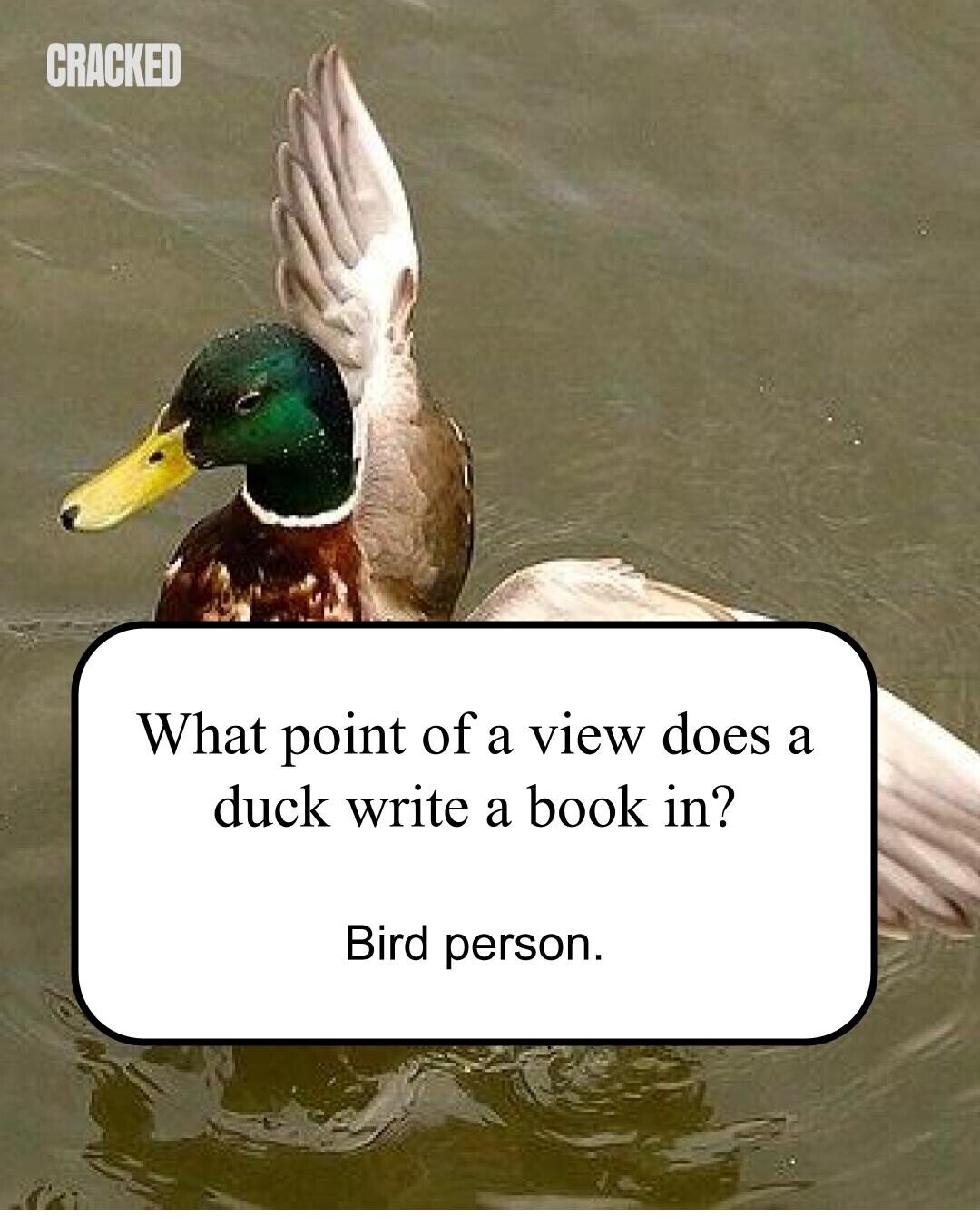 CRACKED What point of a view does a duck write a book in? Bird person.