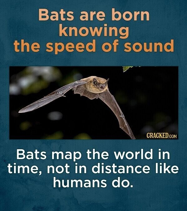 Bats are born knowing the speed of sound CRACKED.COM Bats map the world in time, not in distance like humans do.