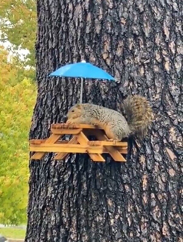Lucky Squirrels That Hit the Pre-Hibernation Jackpot
