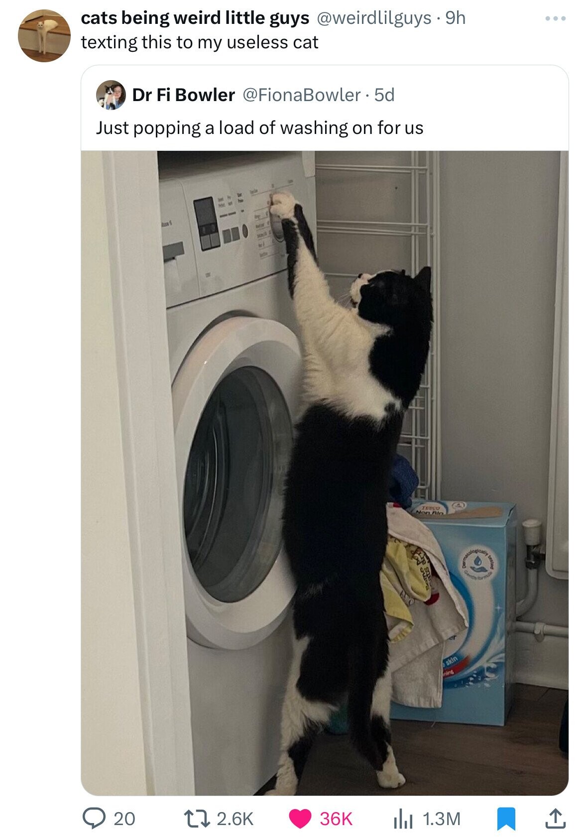 cats being weird little guys @weirdlilguys.9h texting this to my useless cat Dr Fi Bowler @FionaBowler . 5d Just popping a load of washing on for us ZARKO Non Rio George formila skin ning 20 2.6K 36K 1.3M 