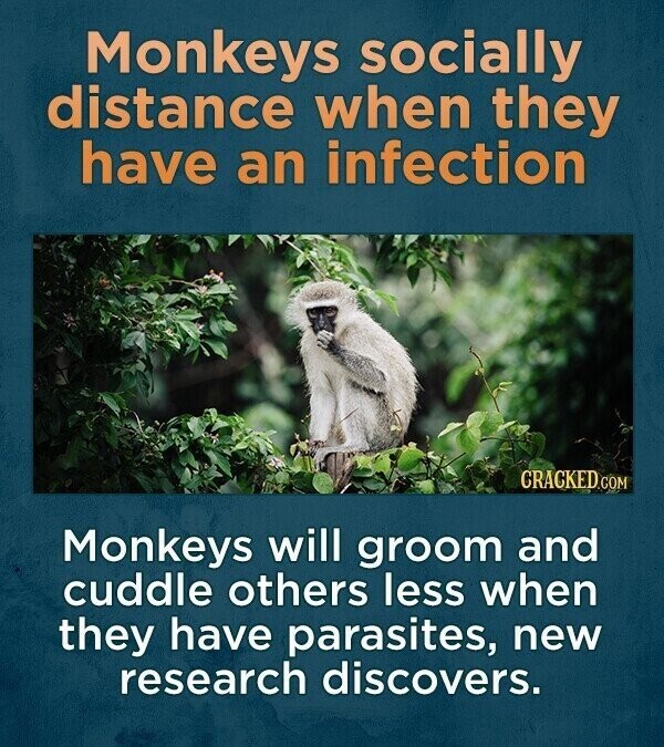 Monkeys socially distance when they have an infection CRACKED.COM Monkeys will groom and cuddle others less when they have parasites, new research discovers.