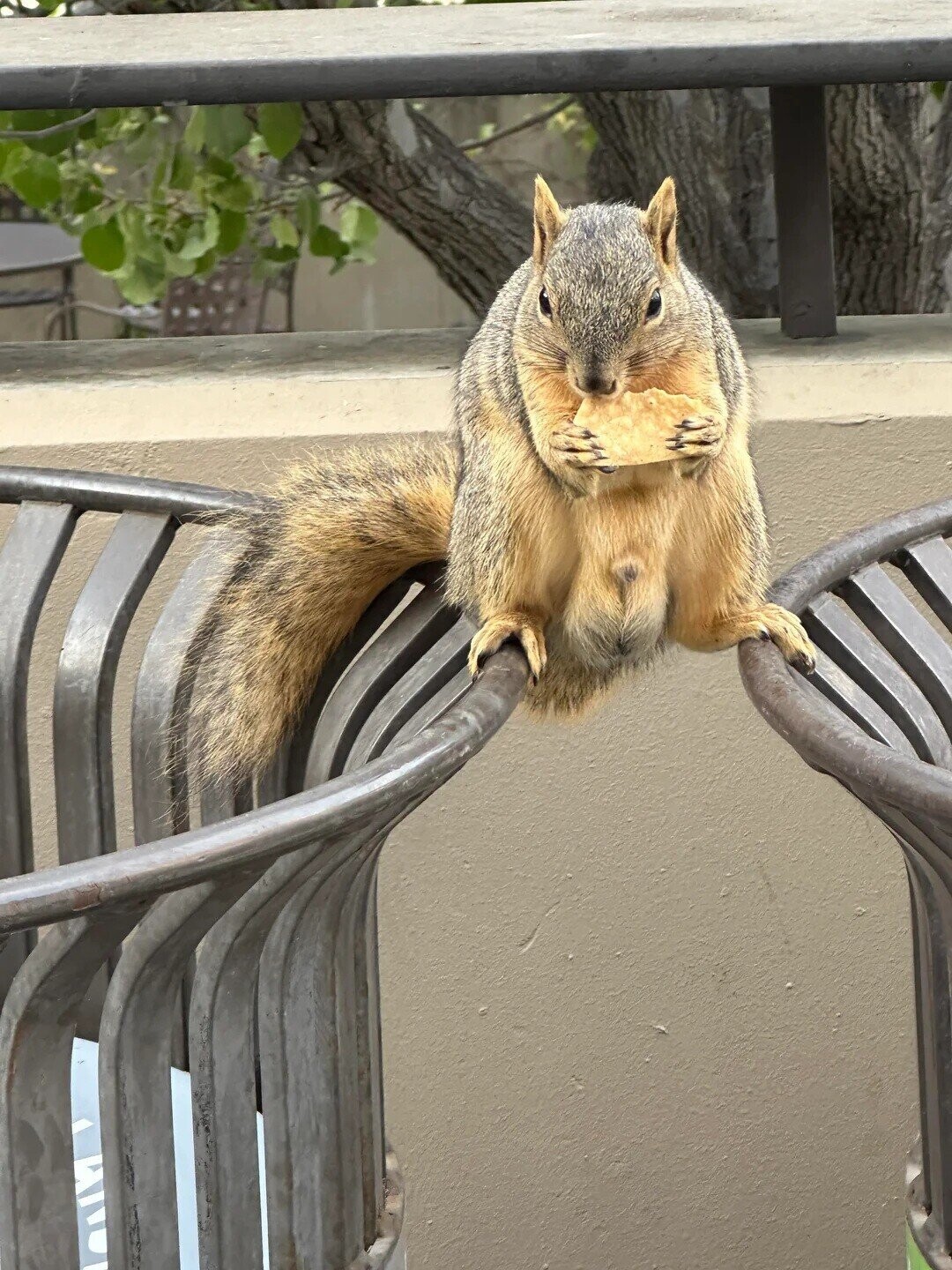 Lucky Squirrels That Hit the Pre-Hibernation Jackpot
