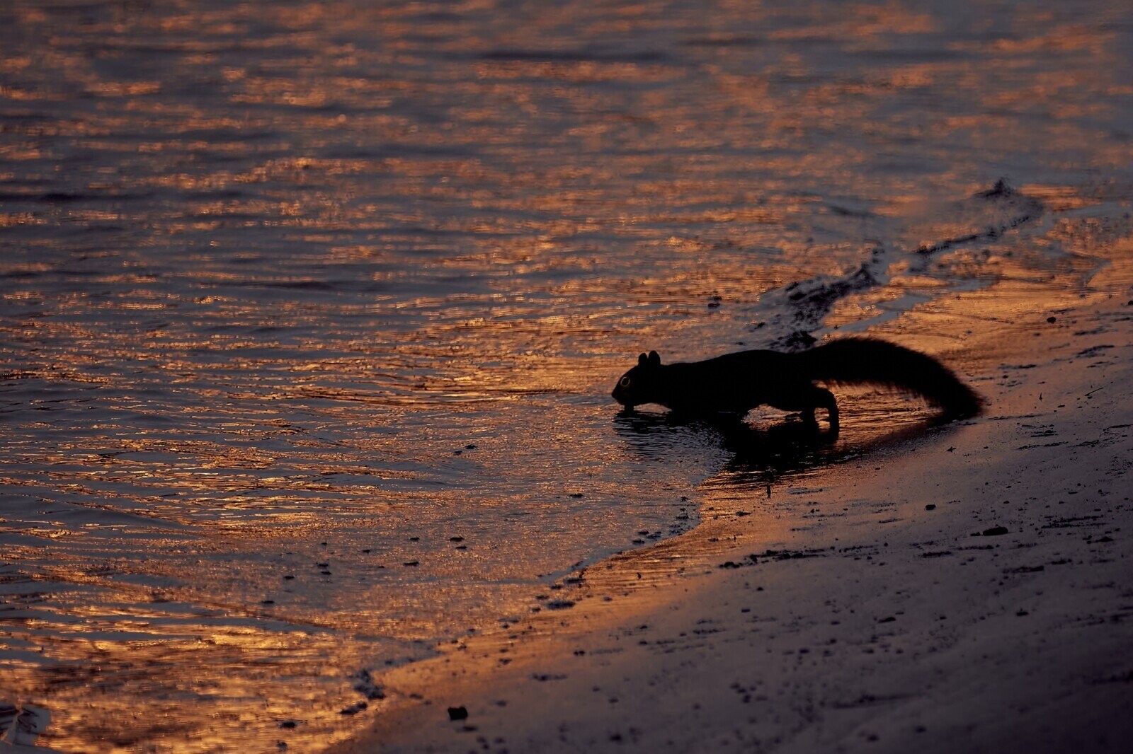 Lucky Squirrels That Hit the Pre-Hibernation Jackpot