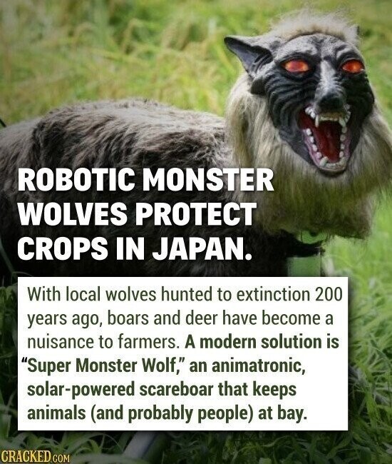 ROBOTIC MONSTER WOLVES PROTECT CROPS IN JAPAN. With local wolves hunted to extinction 200 years ago, boars and deer have become a nuisance to farmers. A modern solution is Super Monster Wolf, an animatronic, solar-powered scareboar that keeps animals (and probably people) at bay. CRACKED.COM