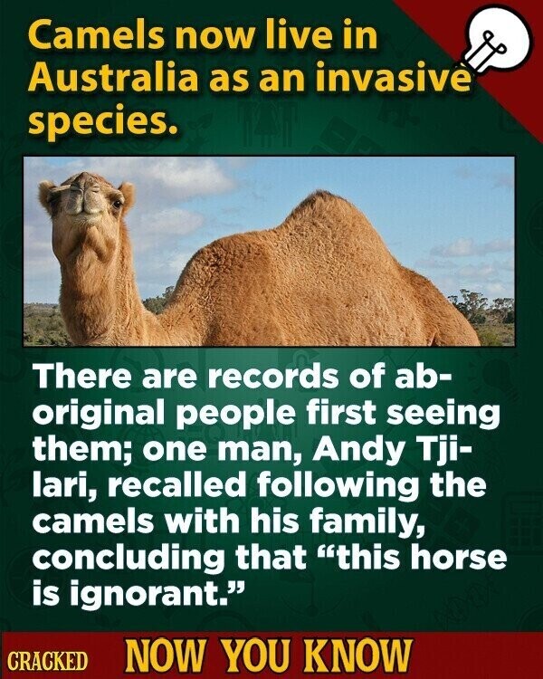 Camels now live in Australia as an invasive species. There are records of ab- original people first seeing them; one man, Andy Tji- lari, recalled following the camels with his family, concluding that this horse is ignorant. CRACKED NOW YOU KNOW