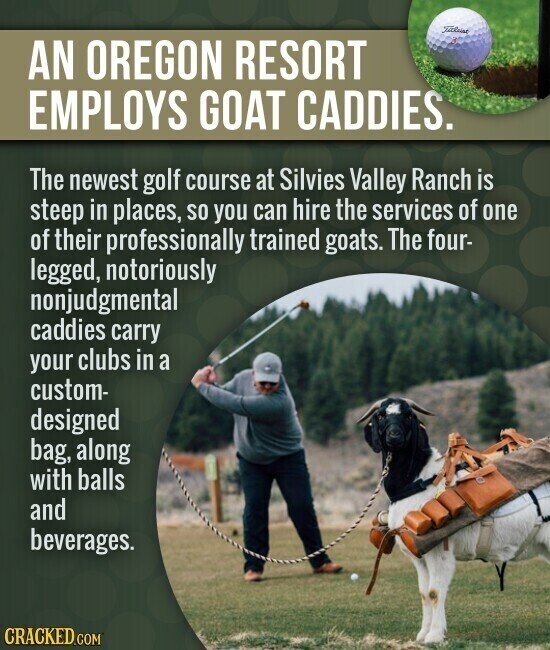 Titleist AN OREGON RESORT EMPLOYS GOAT CADDIES. The newest golf course at Silvies Valley Ranch is steep in places, so you can hire the services of one of their professionally trained goats. The four- legged, notoriously nonjudgmental caddies carry your clubs in a custom- designed bag, along with balls and beverages. CRACKED.COM