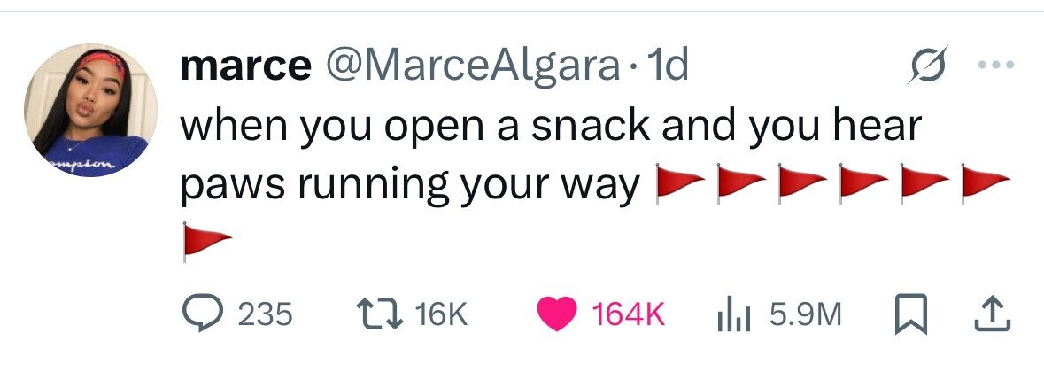 marce @MarceAlgara- 1d when you open a snack and you hear mpion paws running your way 235 16K 164K 5.9M 