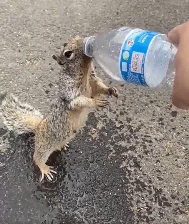 4 pure I I I I 1 GREWARDS E