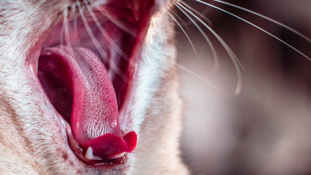 13 Surprising Scientific Facts About Your Pets