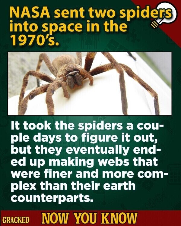 NASA sent two spiders into space in the 1970's. It took the spiders a cou- ple days to figure it out, but they eventually end- ed up making webs that were finer and more com- plex than their earth counterparts. CRACKED NOW YOU KNOW