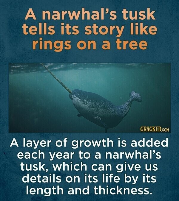 A narwhal's tusk tells its story like rings on a tree CRACKED.COM A layer of growth is added each year to a narwhal's tusk, which can give us details on its life by its length and thickness.