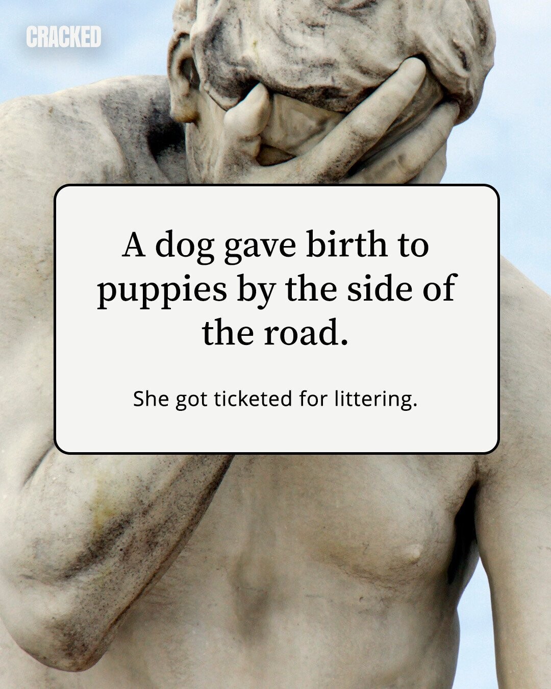 CRACKED A dog gave birth to puppies by the side of the road. She got ticketed for littering. 